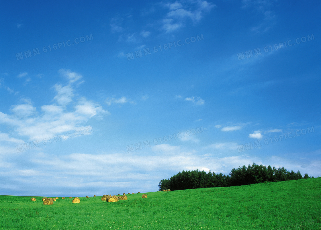 蓝天下的绿色草地摄影图片