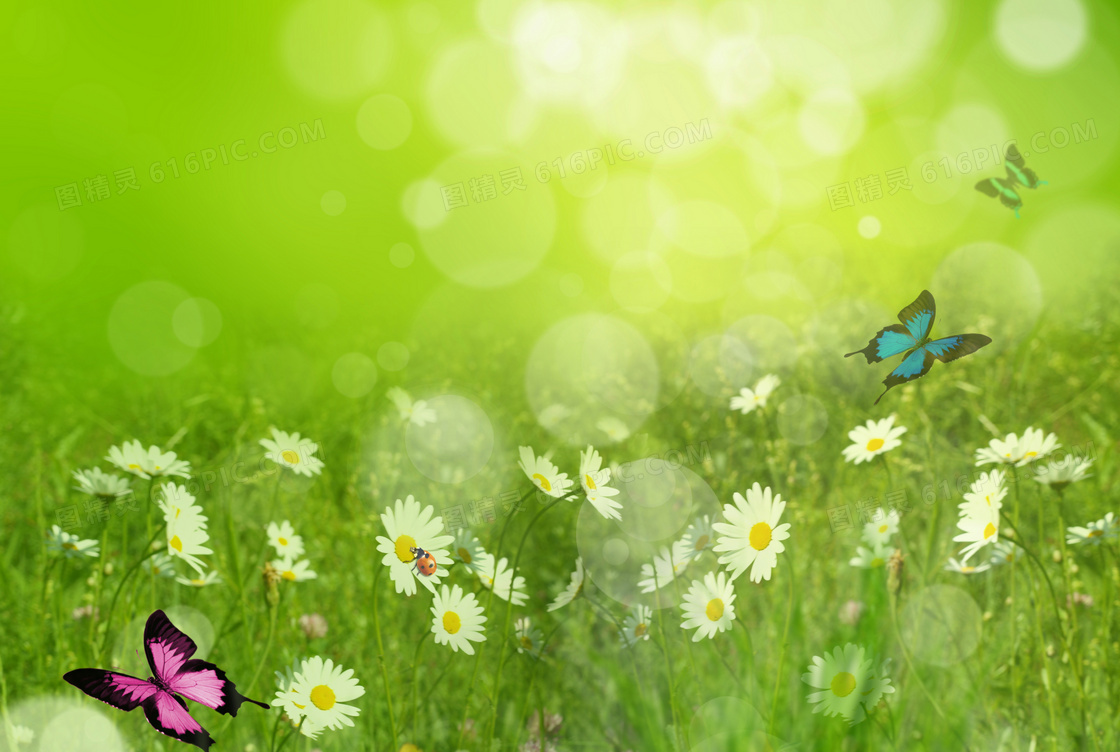 蝴蝶飞舞的雏菊草丛春天背景高清图片