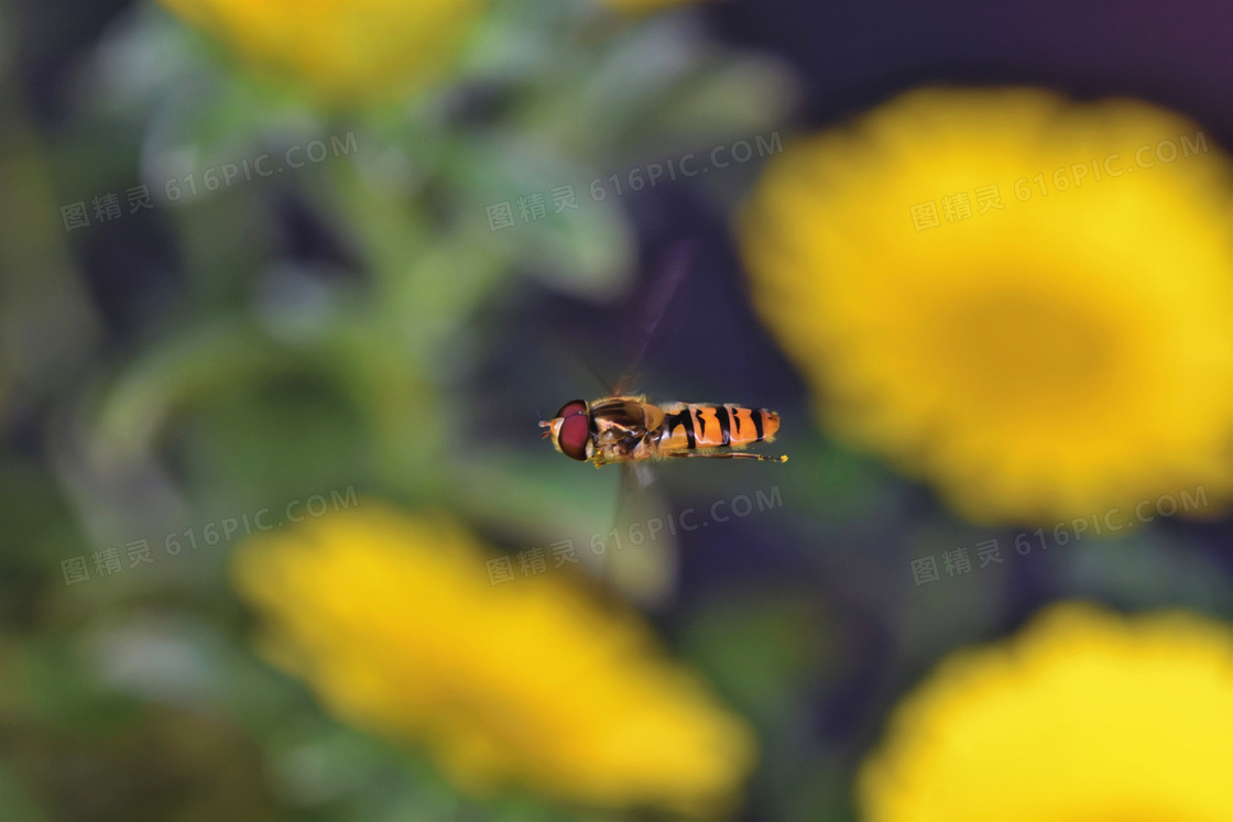 在花间飞舞的蜜蜂特写摄影高清图片