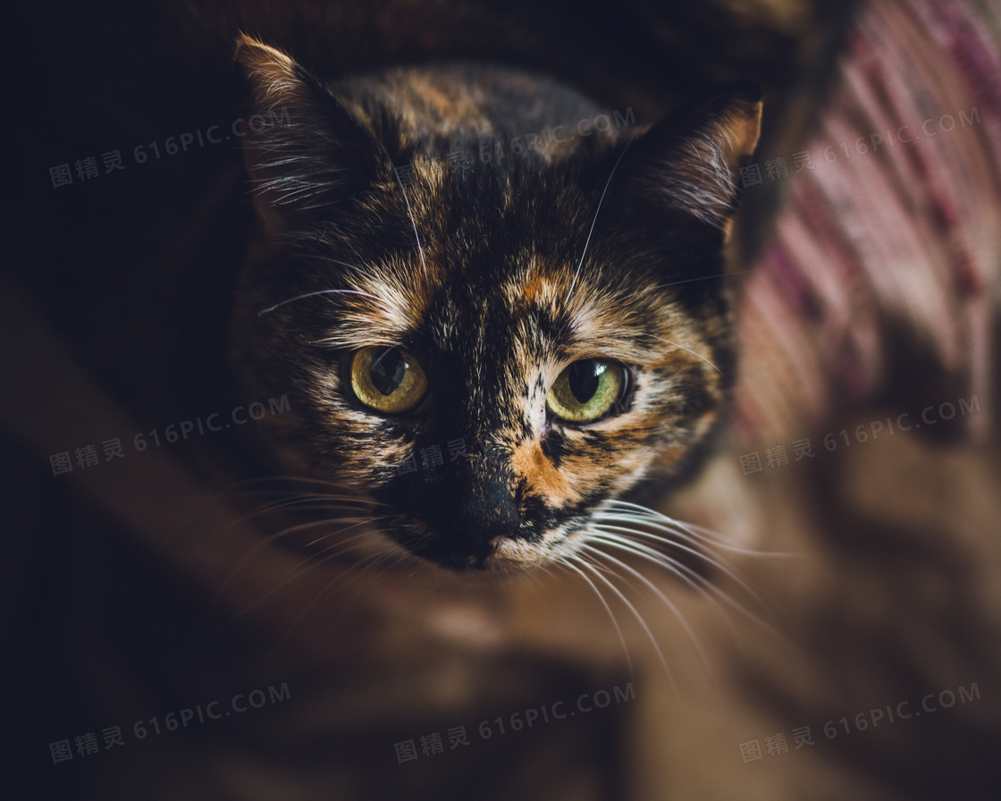 瞪着大眼睛的猫咪特写摄影高清图片