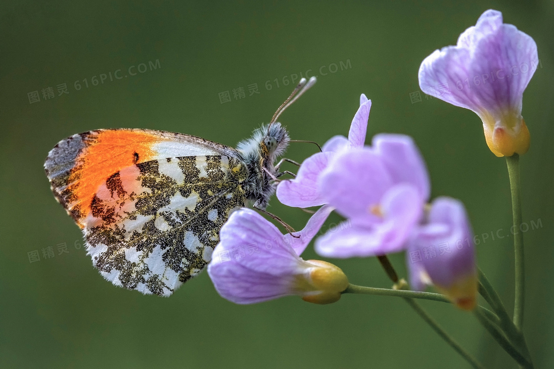 紫色花卉上的蝴蝶特写摄影高清图片