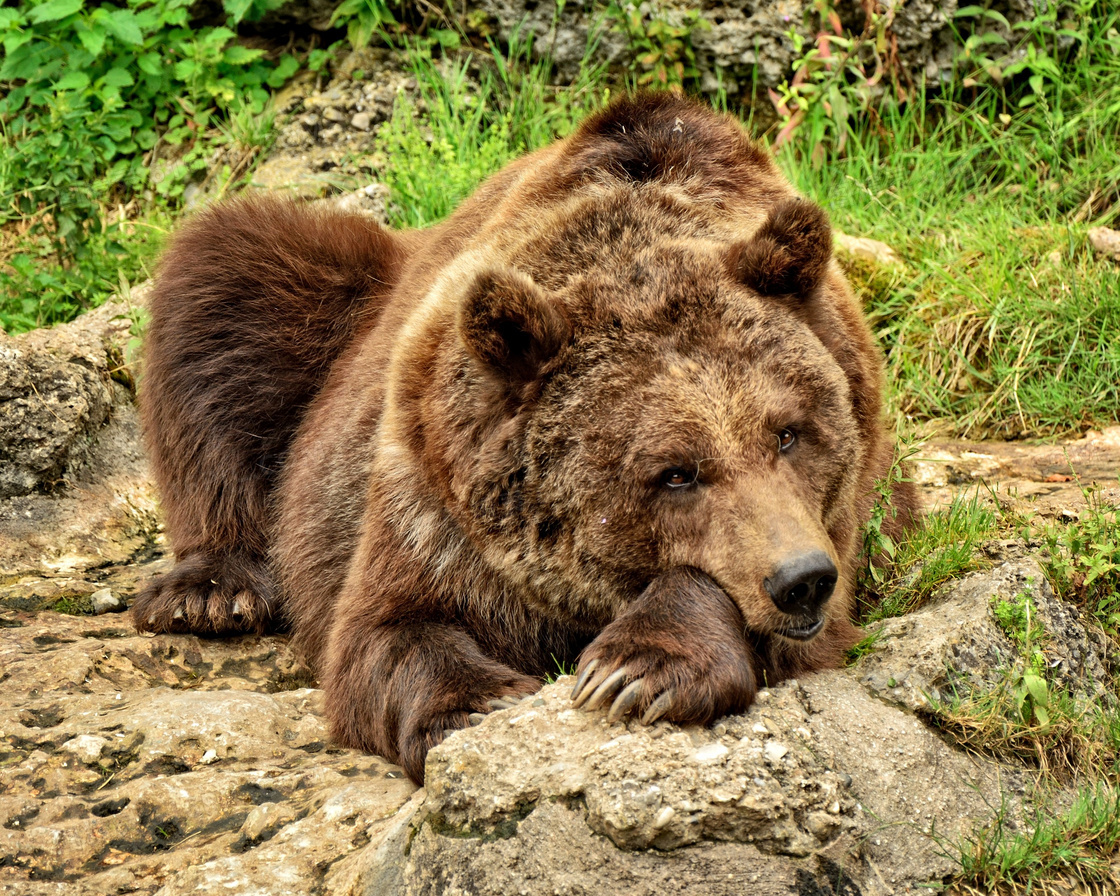 山间在卧着休息的棕熊摄影高清图片