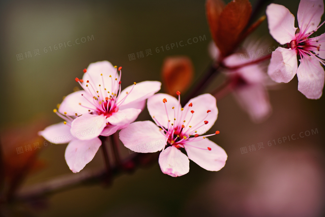 花枝上盛开的粉色樱花和花蕊摄影图片