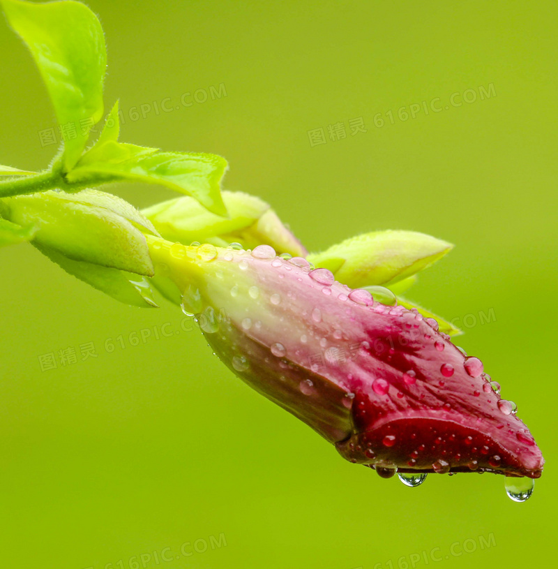 雨后的花蕾特写高清摄影图片