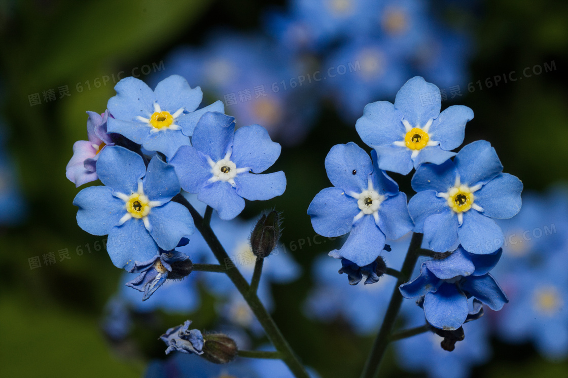 蓝色勿忘我鲜花花朵图片