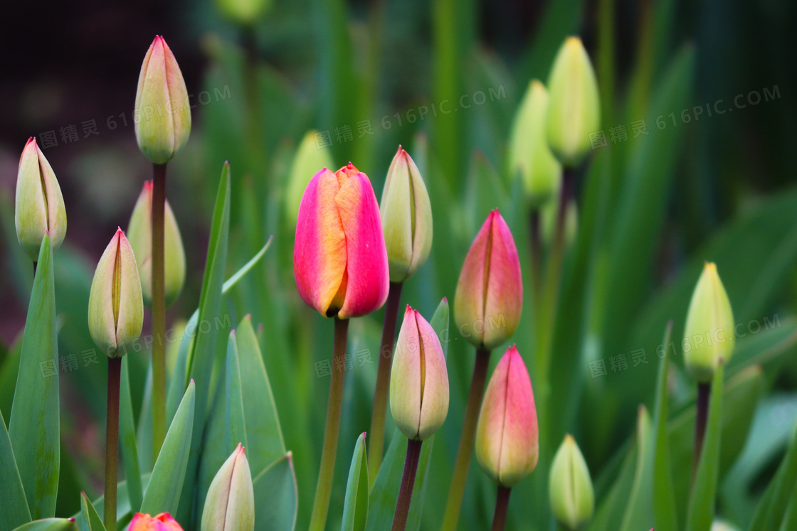 郁金香花蕾图片