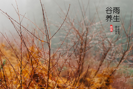 谷雨节气养生图片