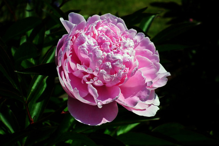 牡丹花照片下载 618a74431ea276435.jpg