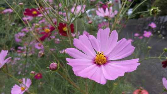 格桑花开花特写图片