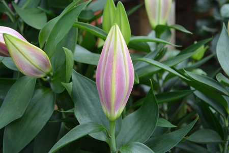 百合花花苞图片