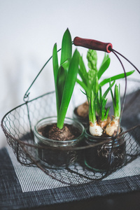 水培植物图片