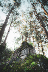 大自然绿色森林风景图片