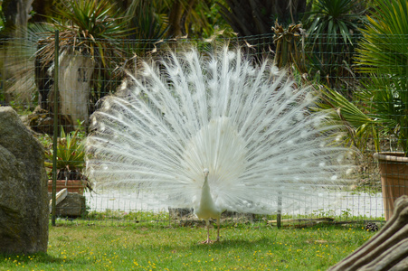 白孔雀 White-whiskered Laughingthrush 金翼白眉（玉山噪鶥） | Birds