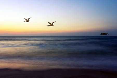 傍晚空中飞行的鸟群高清摄影图片