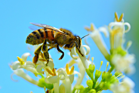终日在辛勤采蜜的蜜蜂摄影高清图片