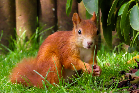 在草丛之中觅食的松鼠摄影高清图片
