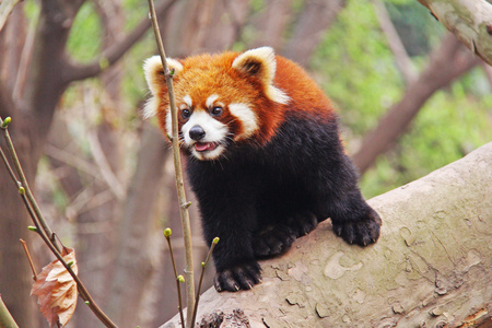 在树林中出没的小熊猫摄影高清图片