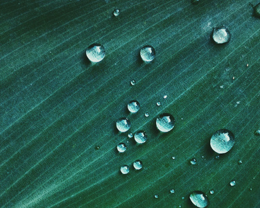 质感树叶上的晶莹水珠摄影高清图片