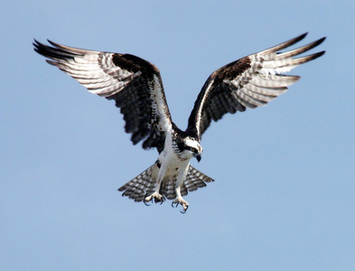 空中展翅伸出利爪的鹰摄影高清图片