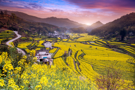 早晨山间唯美的油菜花地摄影图片