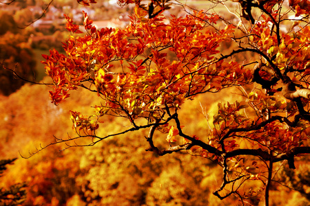 秋天树枝上的黄叶摄影图片