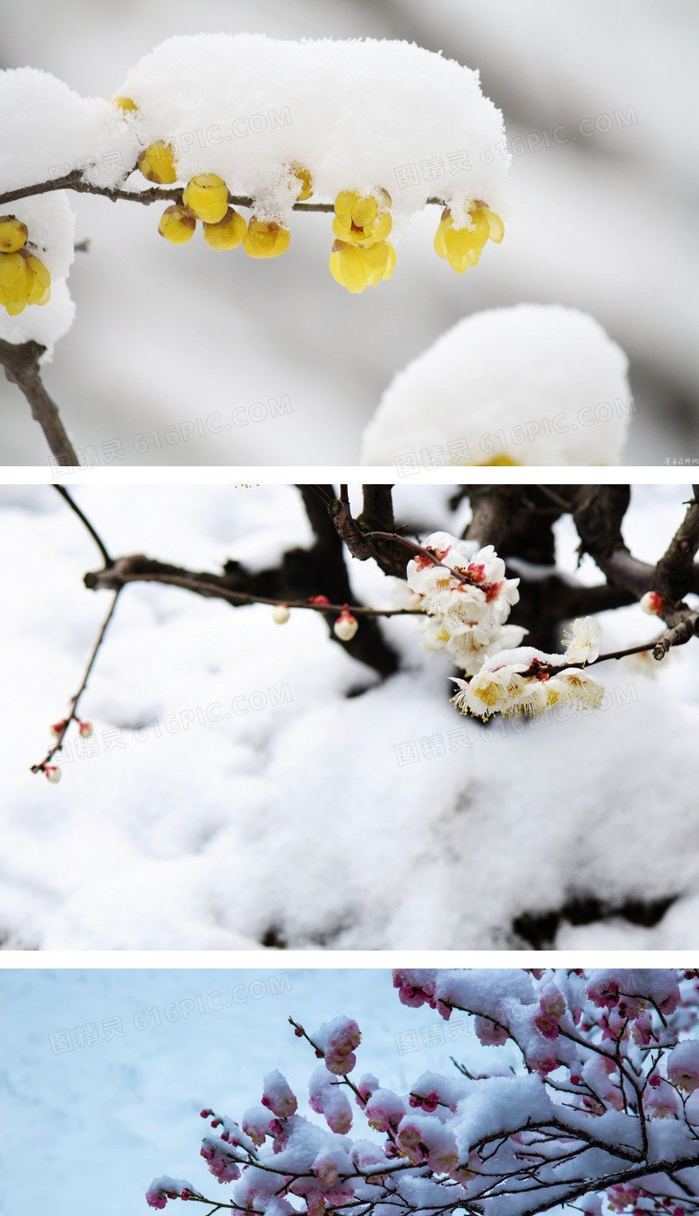 傲雪梅花幻灯片背景图片