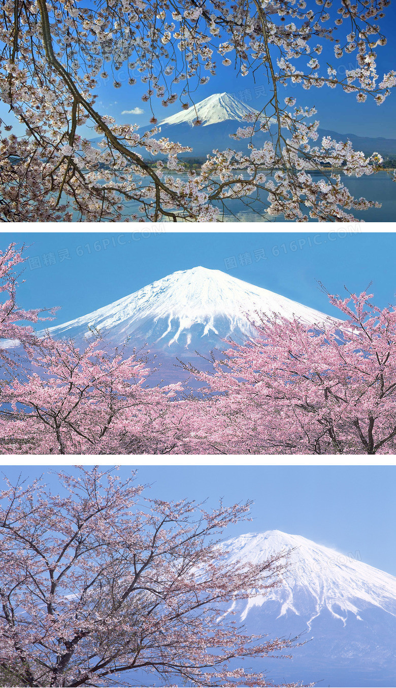 富士山樱花幻灯片背景图片