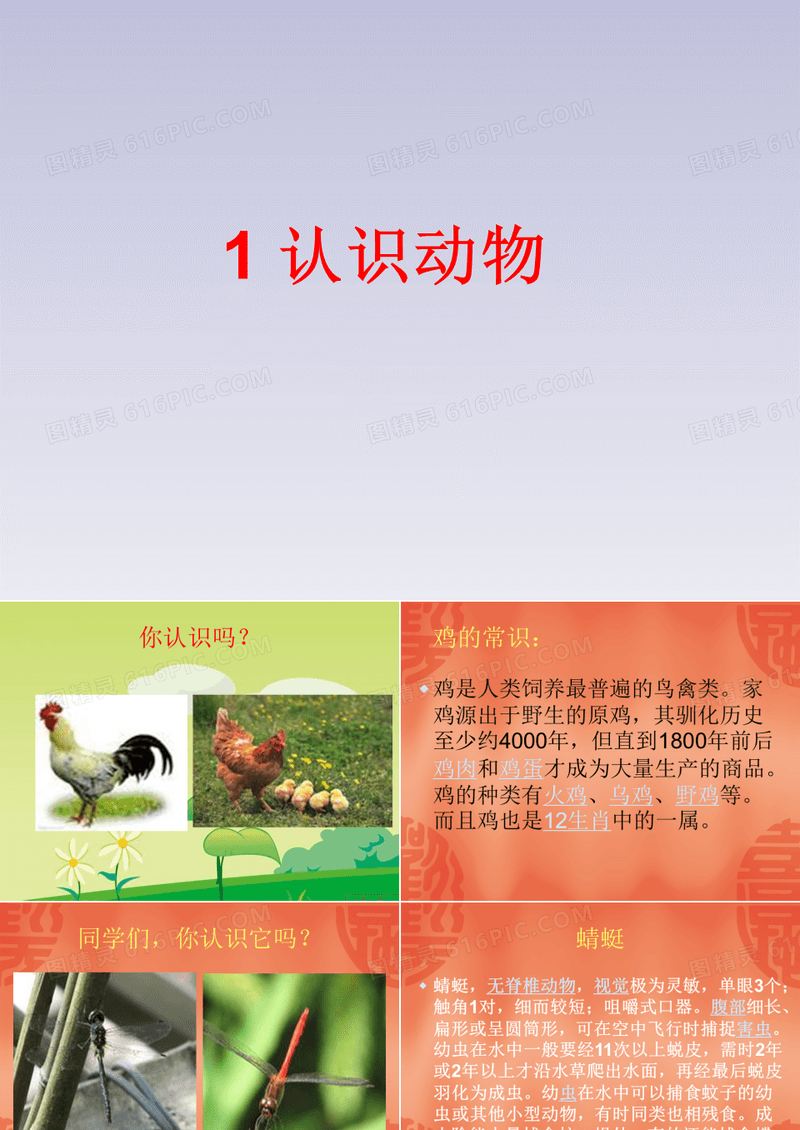 最新小学综合实践活动主题教育优质课件《认识动物朋友》