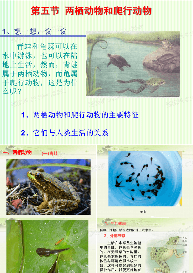 初中生物八下《1.5第五节 两栖动物和爬行动物》课件(三套)