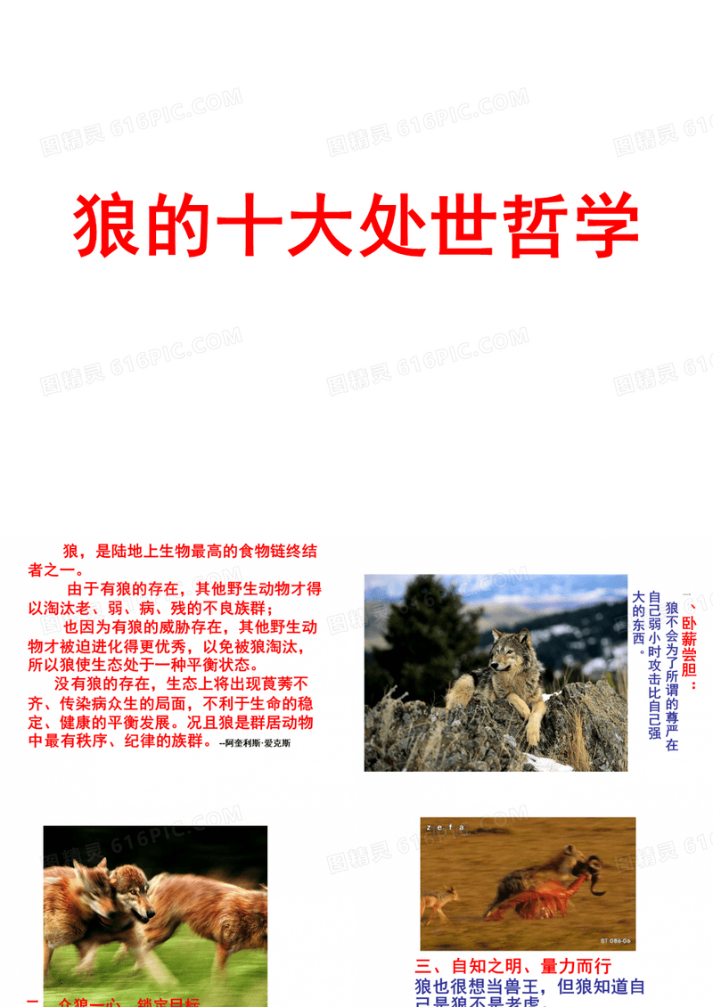 狼的十大处世哲学