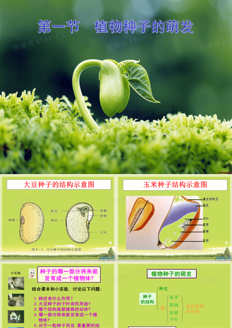 植物种子的萌发