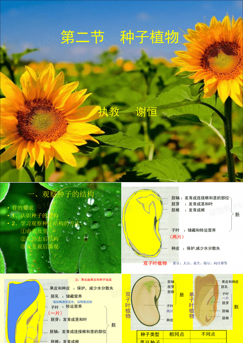 《种子植物》ppt