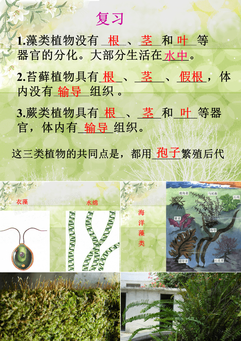 种子植物