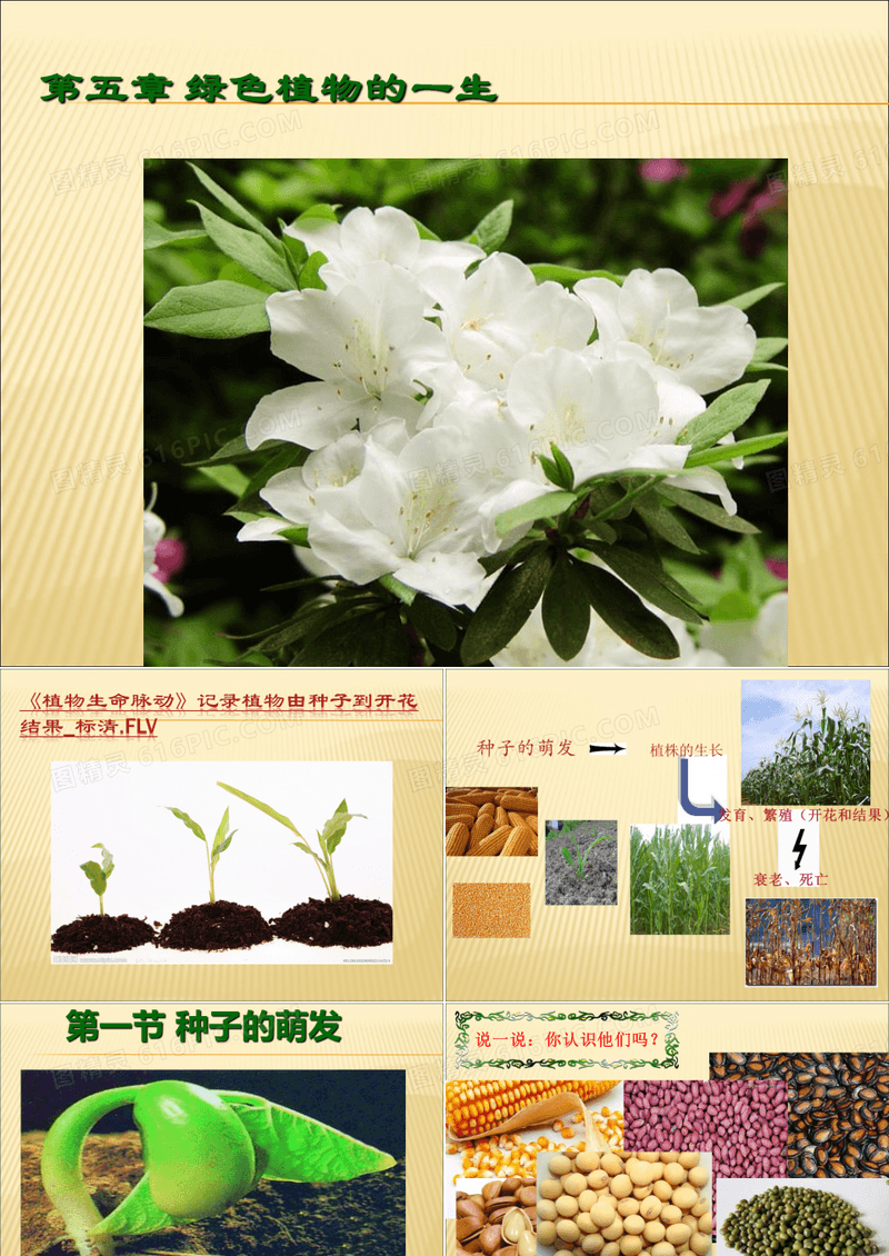 植物种子的萌发