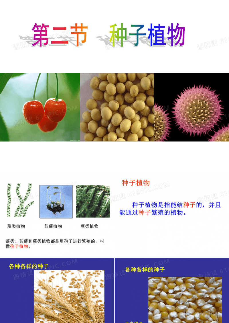 种子植物