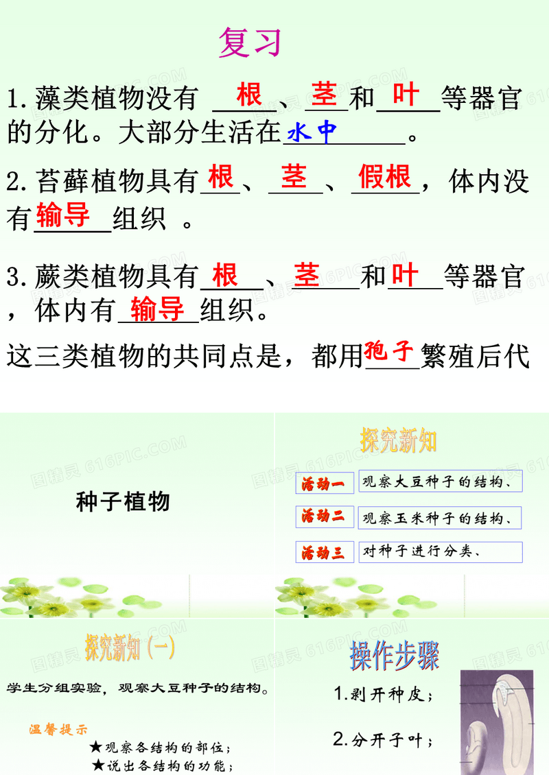 种子植物