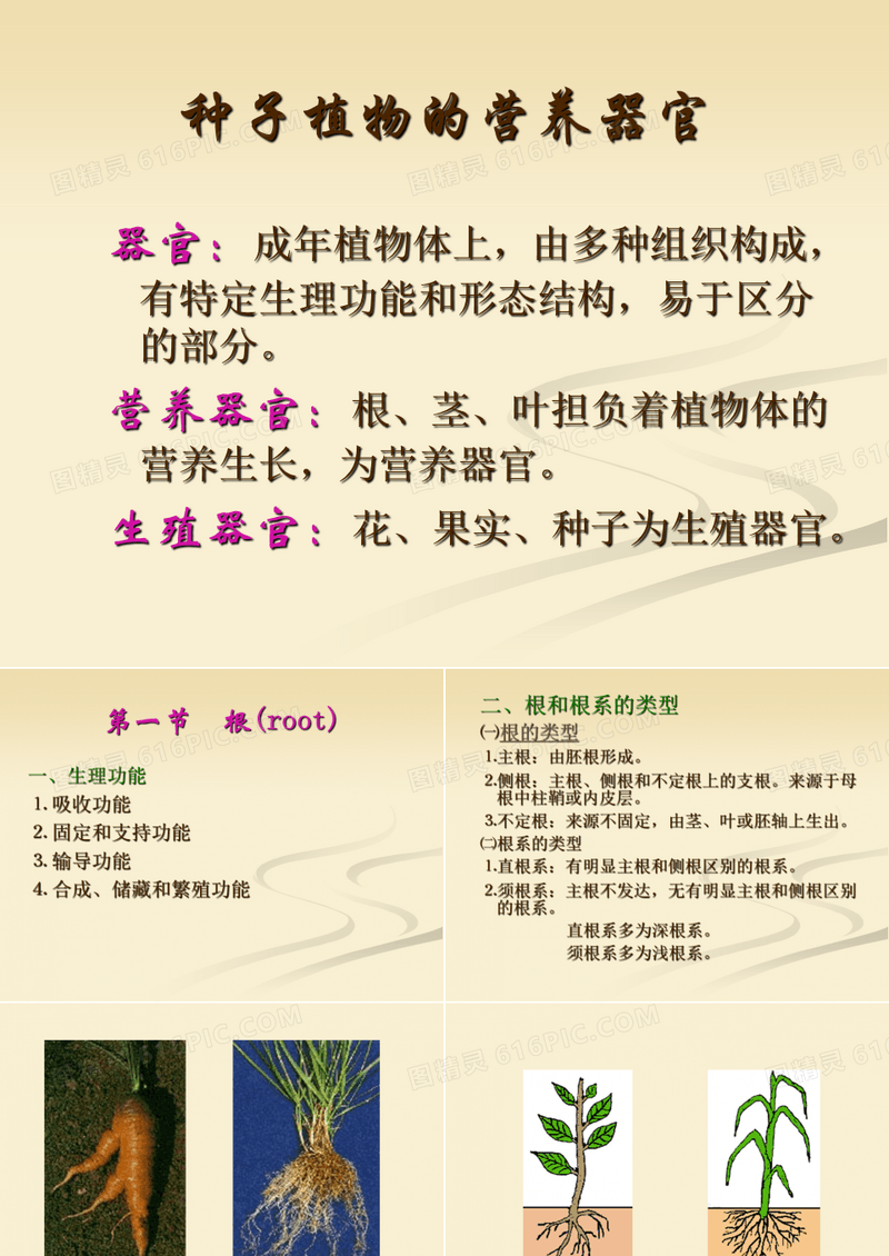 种子植物的营养器官