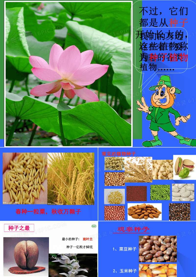 《种子植物》PPT课件