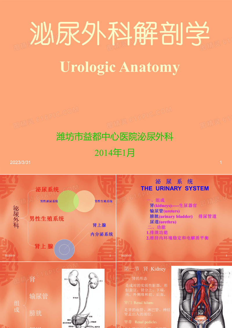 泌尿外科解剖学