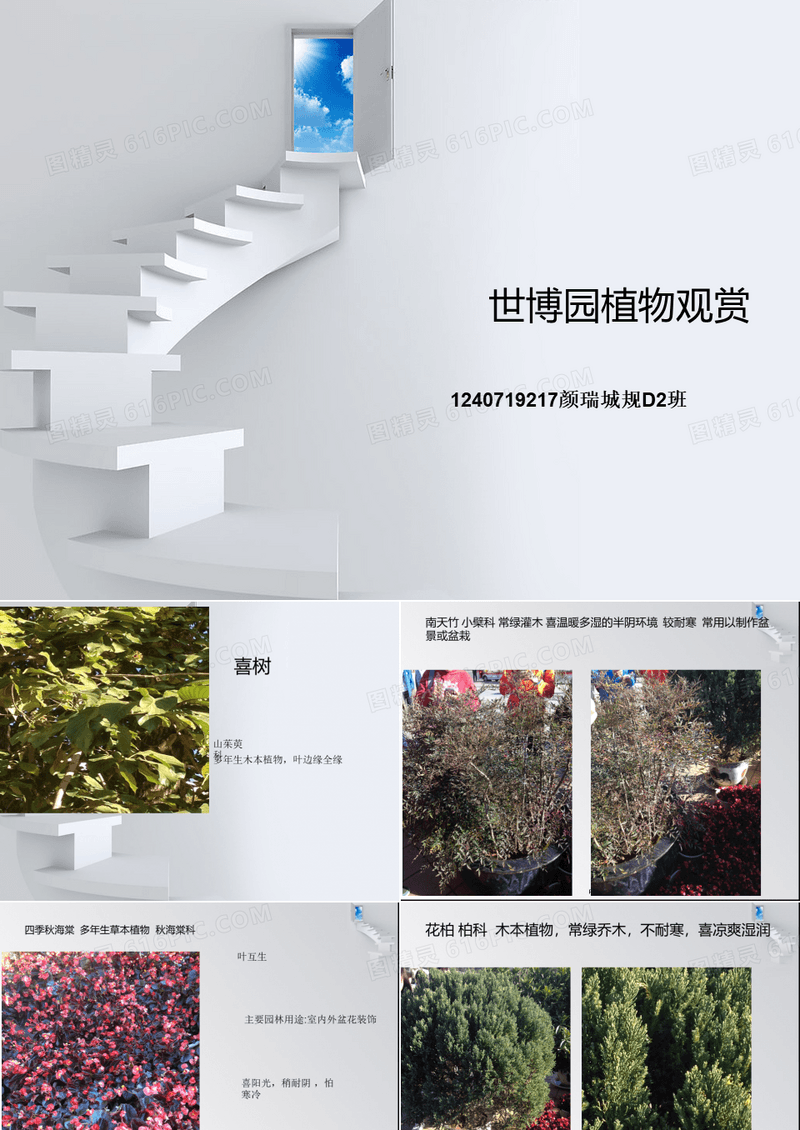 云南昆明世博园植物观赏