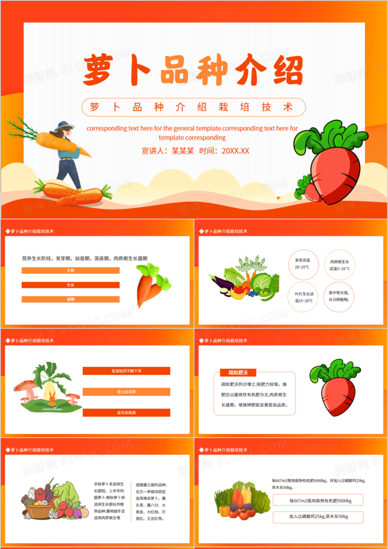 萝卜品种介绍栽培技术动态PPT