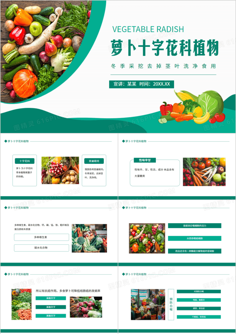 萝卜十字花科植物冬季采挖去掉茎叶洗净食用动态PPT