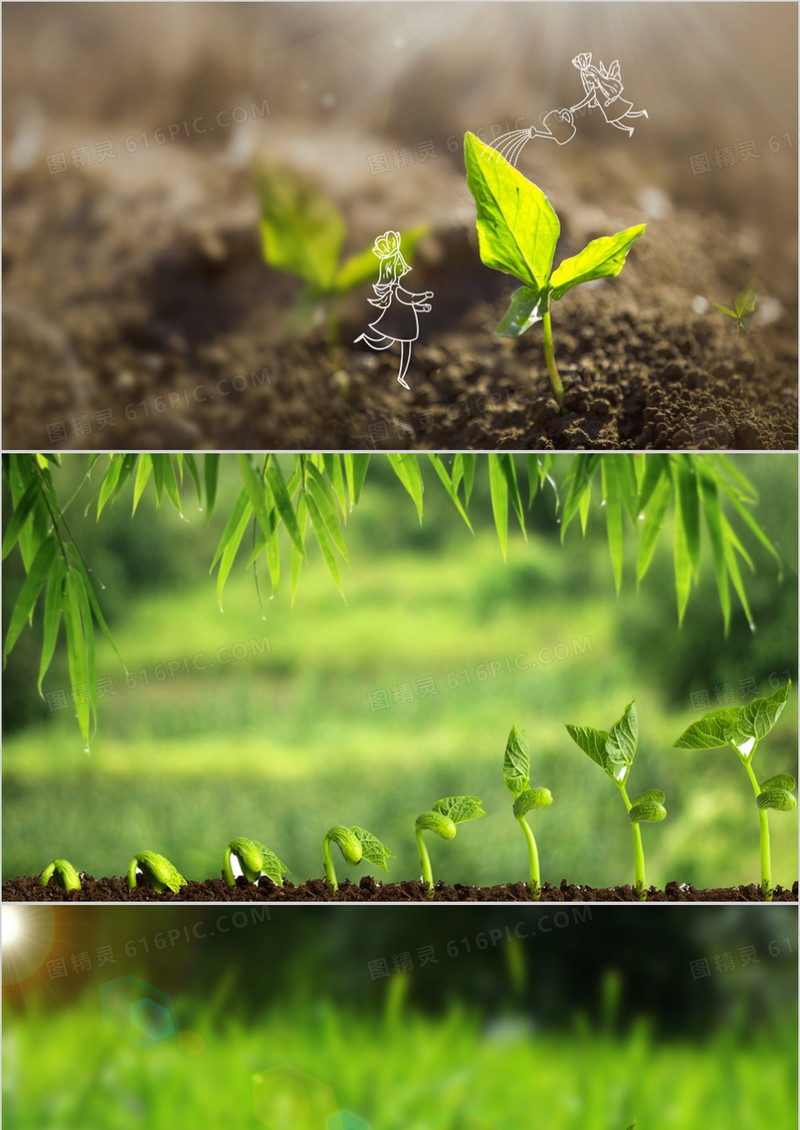 绿色简约初春发芽PPT背景