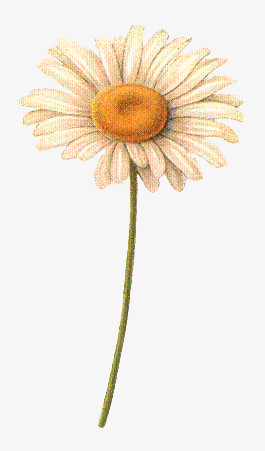 鲜花海报背景抽象花朵图片 一枝太阳花