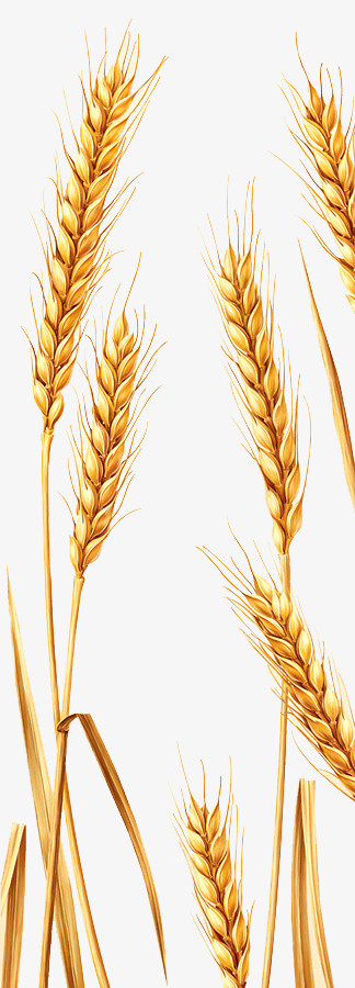 关键词:              小麦麦穗粮食