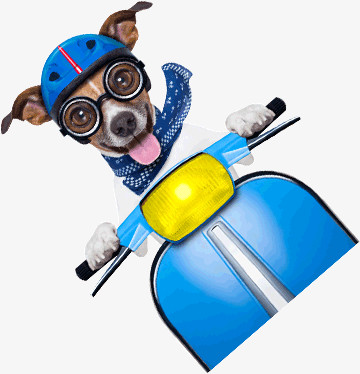 骑摩托的小狗