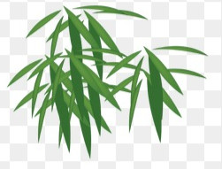 鲜绿色竹子叶熊猫嫩叶