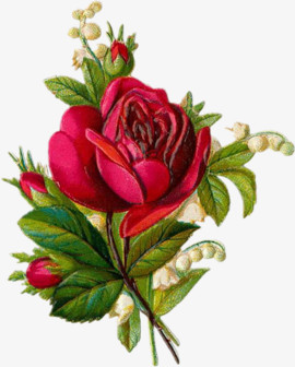 手绘花图片森林系图片 精美红玫瑰