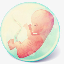 胎儿图片免费下载 Png素材 编号1kxi4xemz 图精灵