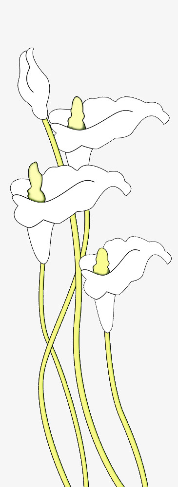 白百合